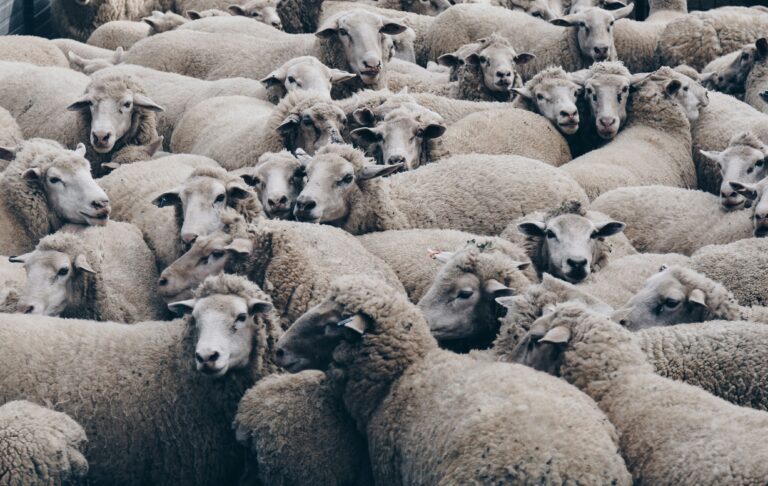 https://unsplash.com/photos/herd-of-brown-sheep-215Fiqh6hRc?utm_content=creditShareLink&utm_medium=referral&utm_source=unsplash